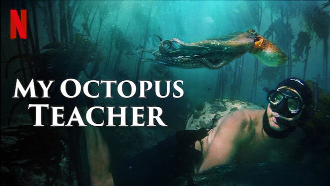 My Octopus Teacher Iron Balls Underwater Exploration
