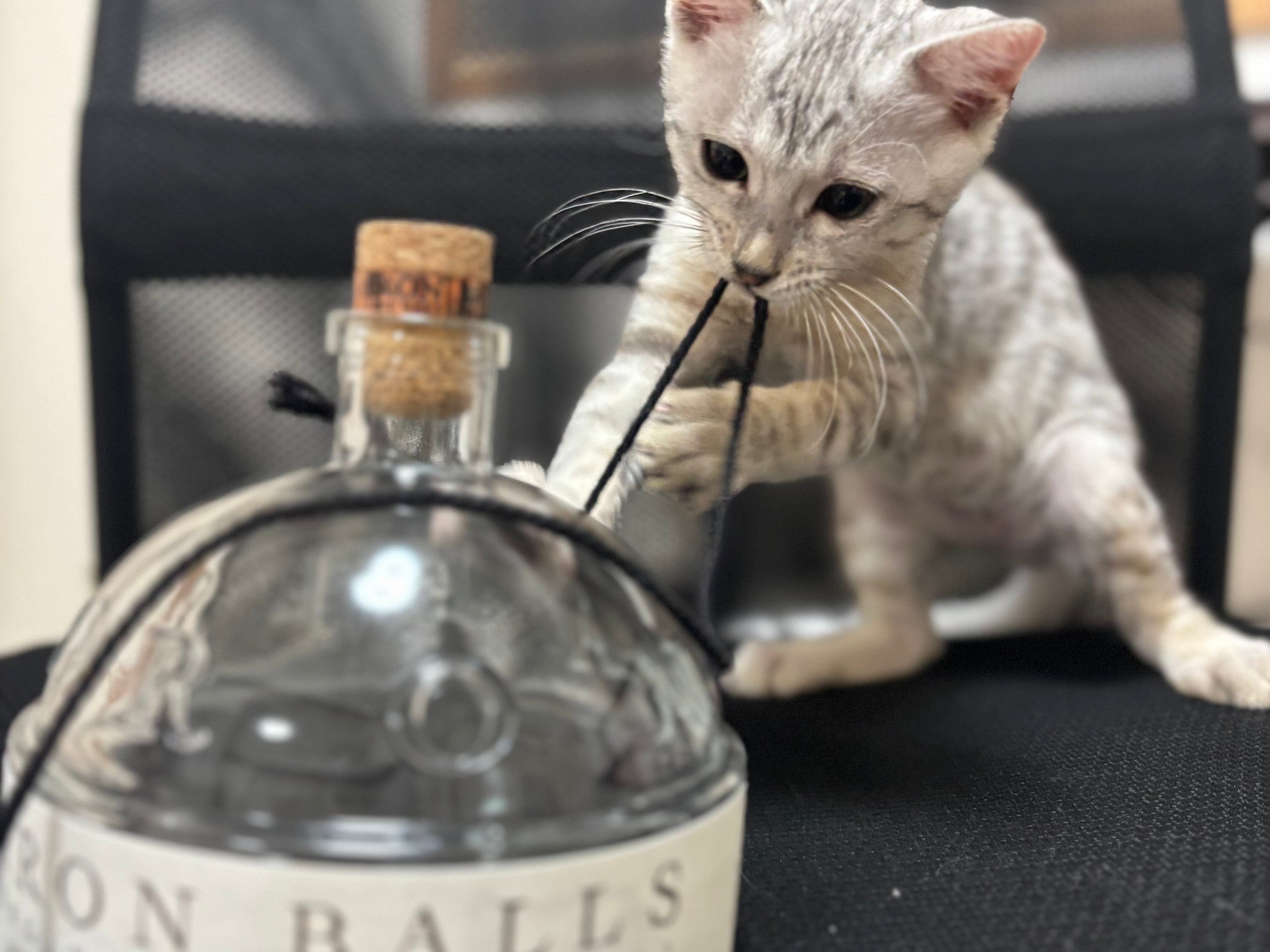 My Journey with Iron Balls