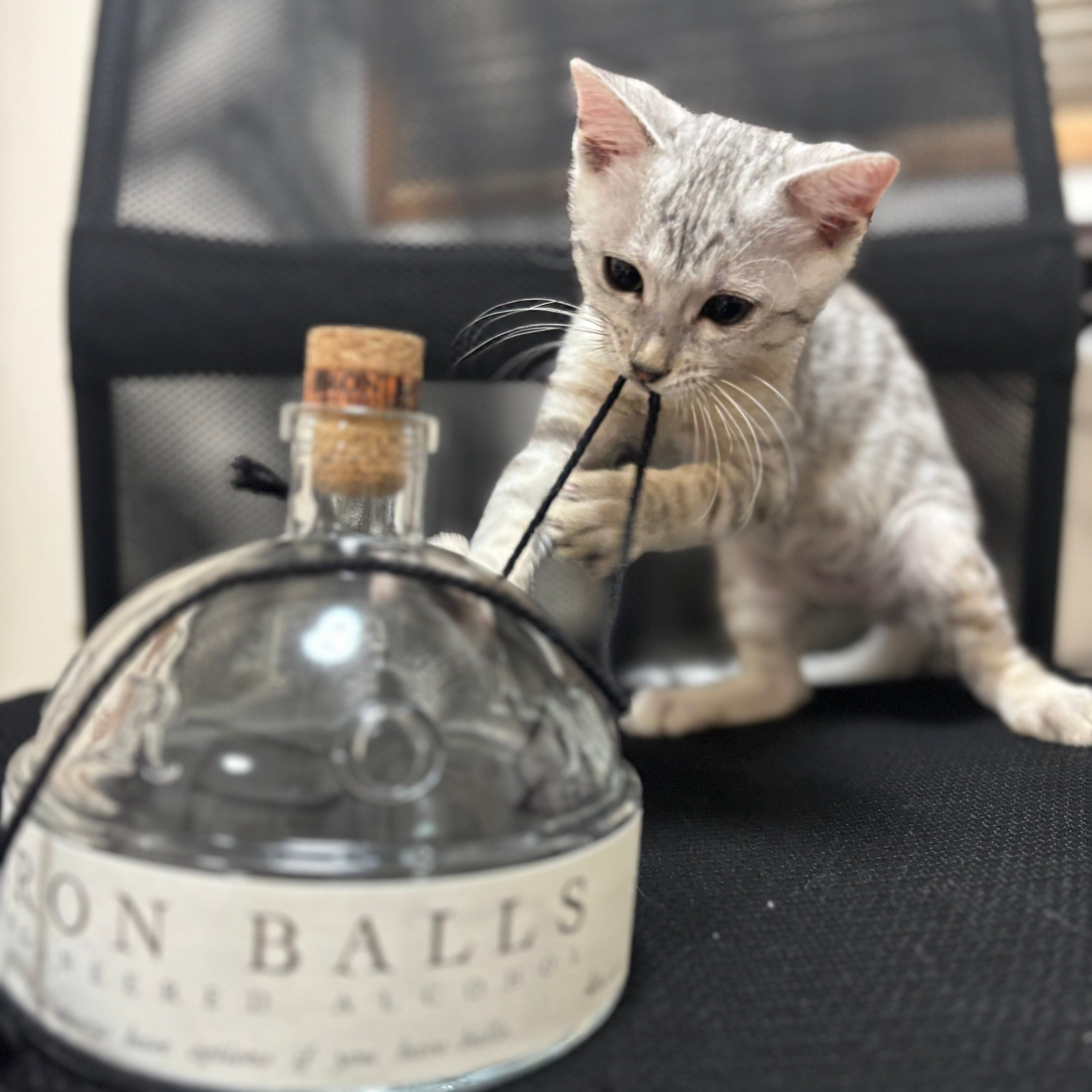 My Journey with Iron Balls